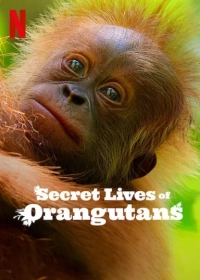 Secret Lives of Orangutans (2024) WEB-DL x264 480p | 720p | 1080p