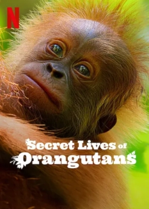 Secret Lives of Orangutans (2024) WEB-DL x264 480p | 720p | 1080p